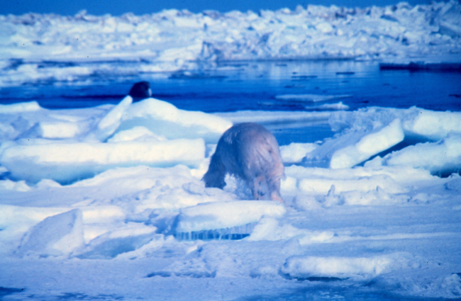 Polar bear  - Ursus maritimus - appears to be stalking walrus - in factwas running from helicopter noise