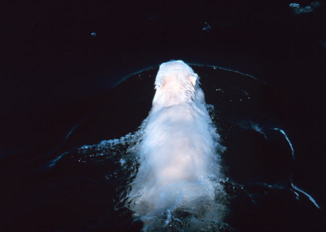 Overhead view taken from helicopter of swimming polar bear  - Ursus maritimus