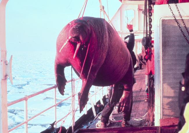 Dead walrus - Odobenus rosmarus divergens -found floating in sea being taken on board ship for studying