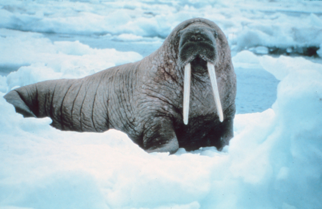 Attentive walrus  - Odobenus rosmarus divergens - inspecting photographer