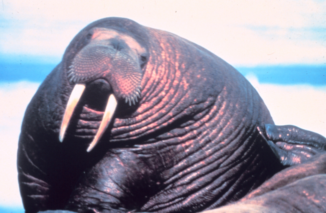 Large fat walrus - Odobenus rosmarus divergens - showingextent of blubber deposits