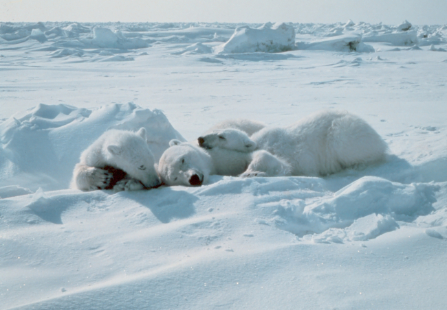 Cubs stay with sedated polar bear  - Ursus maritimus - mother duringOuter Continental Shelf Environmental Assessment Program studies
