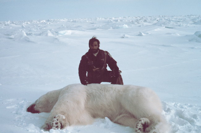 Helicopter pilot Budd Christman with sedated polar bear - Ursus maritimus