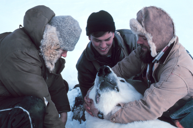 Preparing to pull tooth of large sedated polar bear  - Ursus maritimus