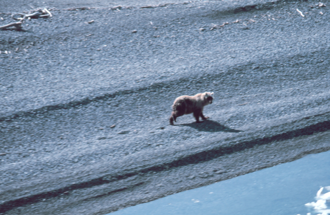 Brown bear - Ursus arctos - on the shore of the Beaufort Sea