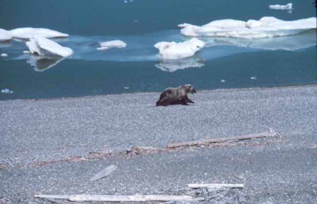 Brown bear - Ursus arctos - on the shore of the Beaufort Sea