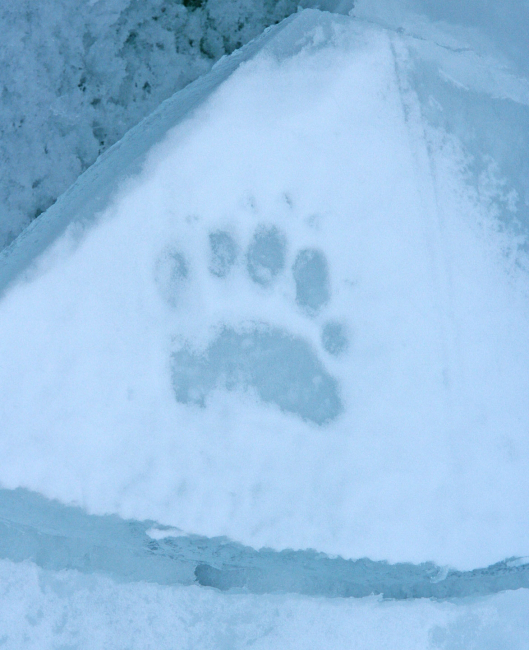 A polar bear paw print on the ice in the Arctic Ocean north of western Russia