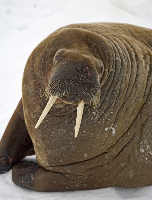 A walrus on the ice in the Arctic Ocean north of western Russia