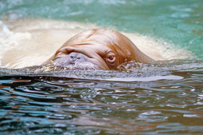 Walrus swimming with eyes and a little bit of mustache above water