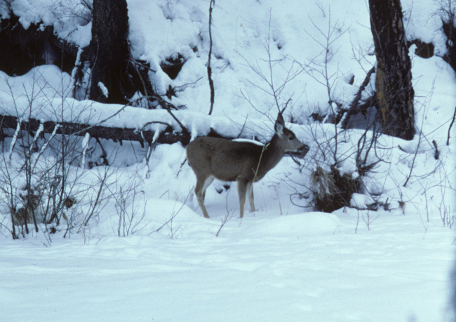 Mule deer feeding on riparian vegetation on a frozen over Camas Creek