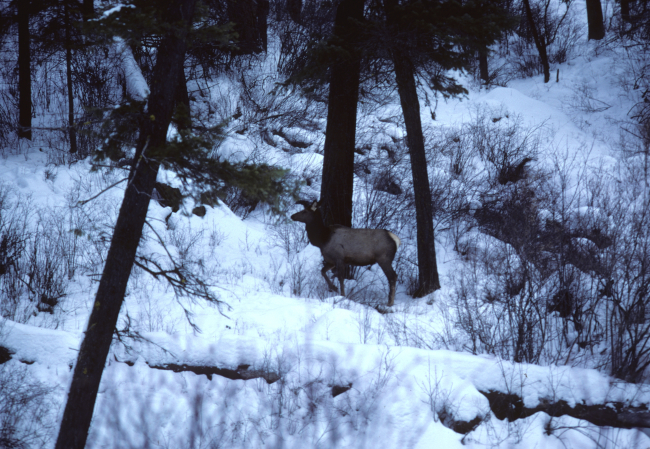 Elk wintering in riparian vegetation on a frozen over Camas Creek