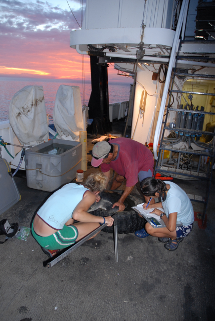 Scientists taking measurements of sea turtle on the NOAA Ship DAVID STARR JORDAN