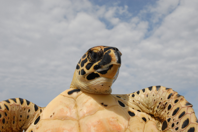 Sea turtle showing facial markings and underbody