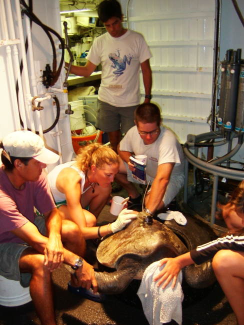 Placing tracking device on sea turtle prior to returning to ocean