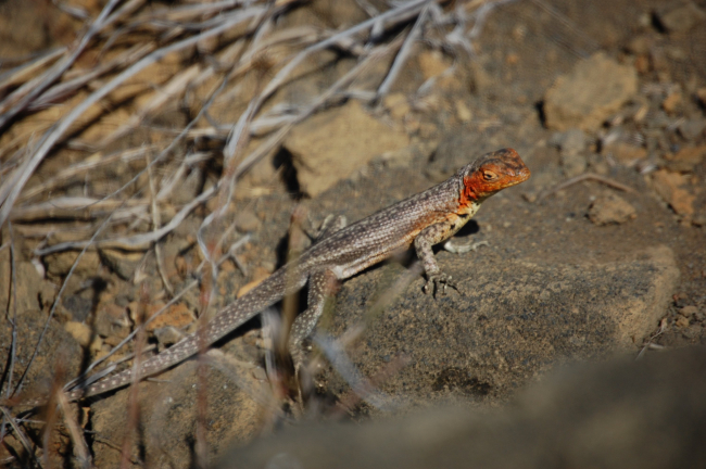 Female lava lizard