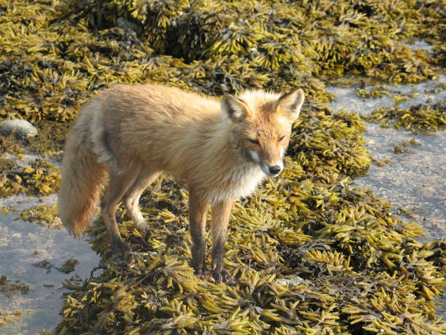 Fox looking for meal at low tide