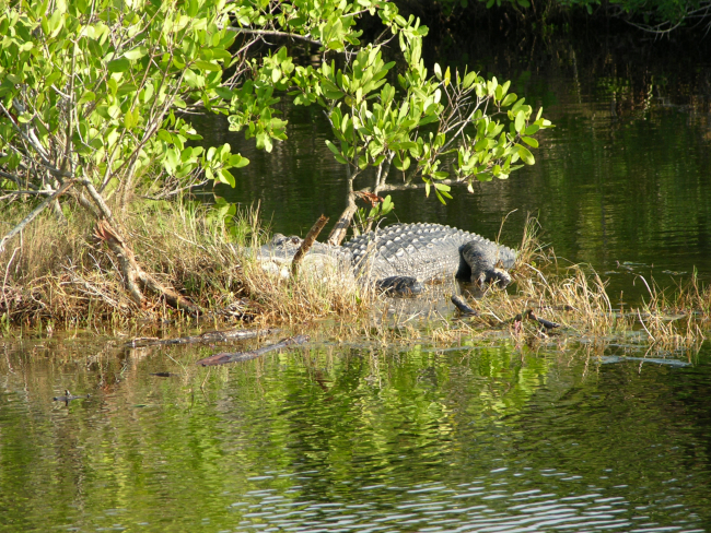 A very large alligator in a mangrove swamp area