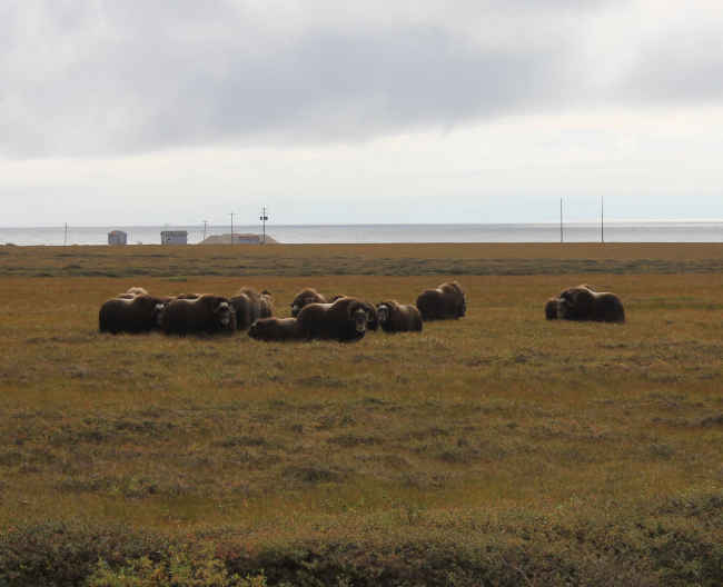 Musk ox beginning to form protective circle