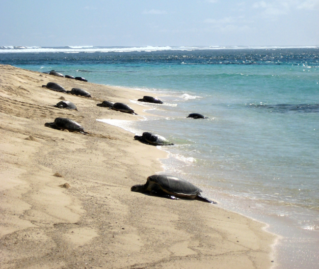 Green turtles coming ashore to lay eggs