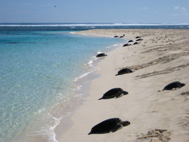 Green turtles coming ashore to lay eggs