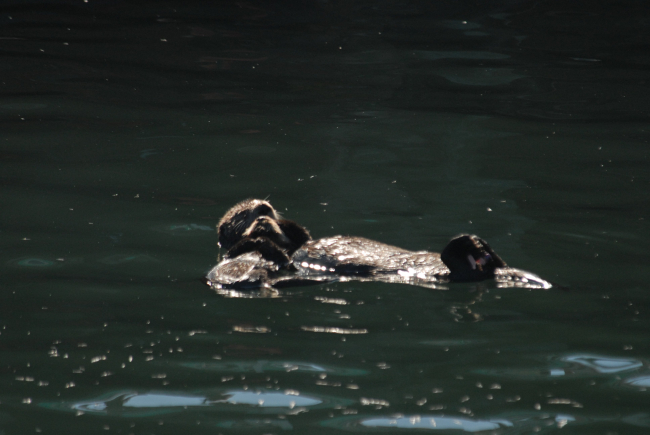 Sea otter pup resting on mother