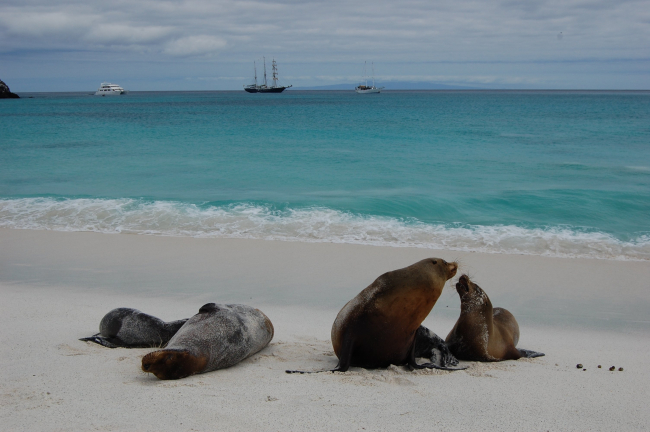 A scene from the Nineteenth Century - sea lions on the beach, sailing shipsoffshore