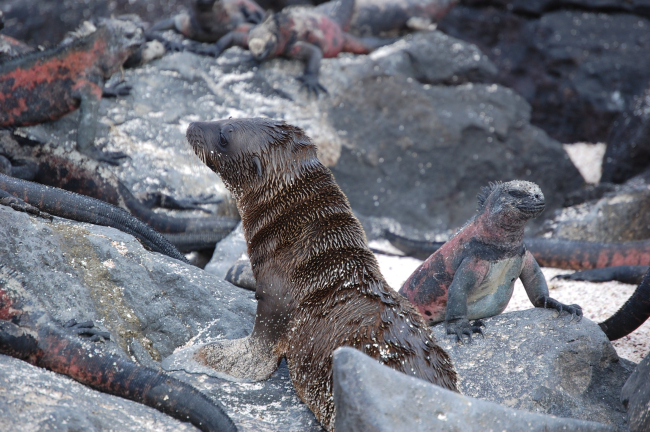 Sea lion pup and marine iguana ignoring each other
