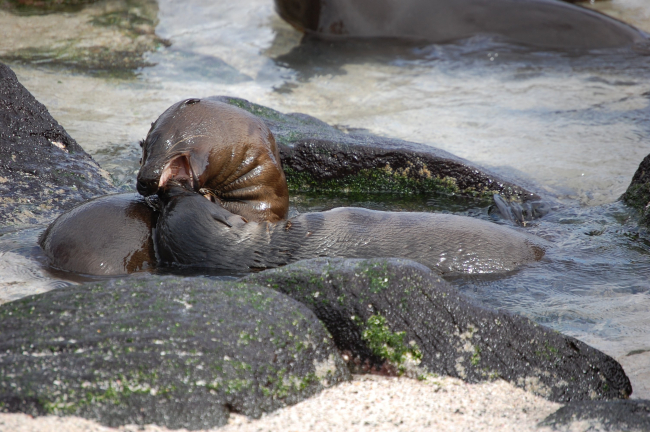 Sea lion pups playing while cooling down in a tide pool