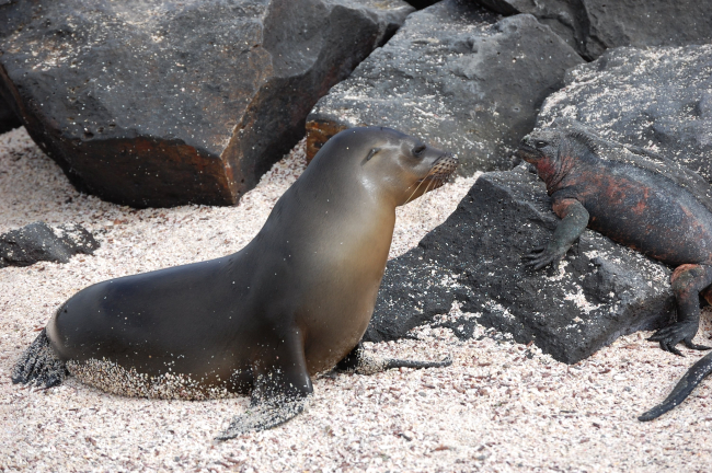 Two species considering each others relative merits - a sea lion pup and amarine iguana