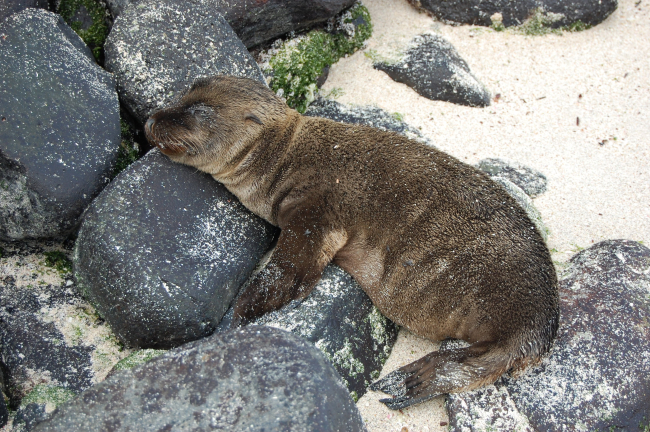 Sea lion pup
