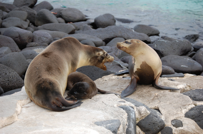 Sea lions with mother disturbed that another is coming closer to her pup