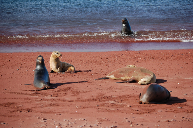 Sea lion harem on a red sand beach with bull sea lion at water's edge