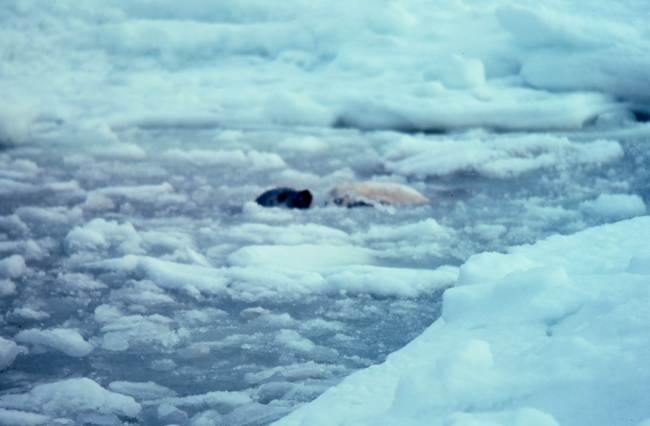Spotted seal pup - Phoca largha
