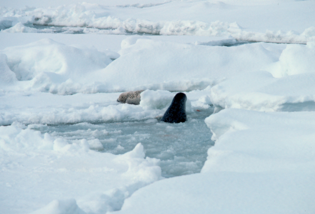 Seal coming up through breathing hole in ice while another lounges on the ice
