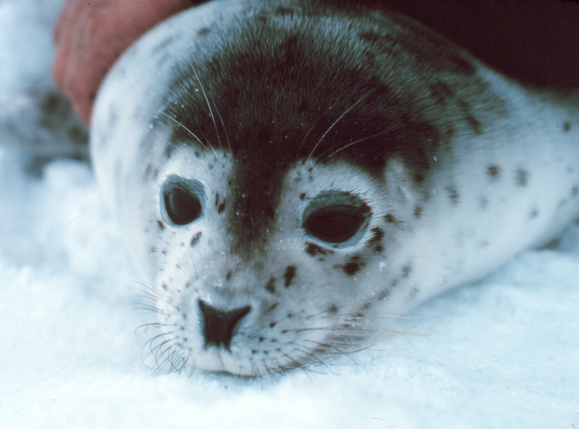 Spotted seal - Phoca largha