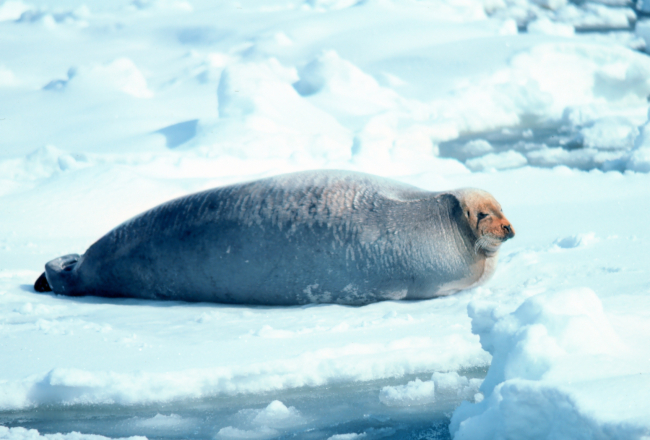 Bearded seal - Erignathus barbatus