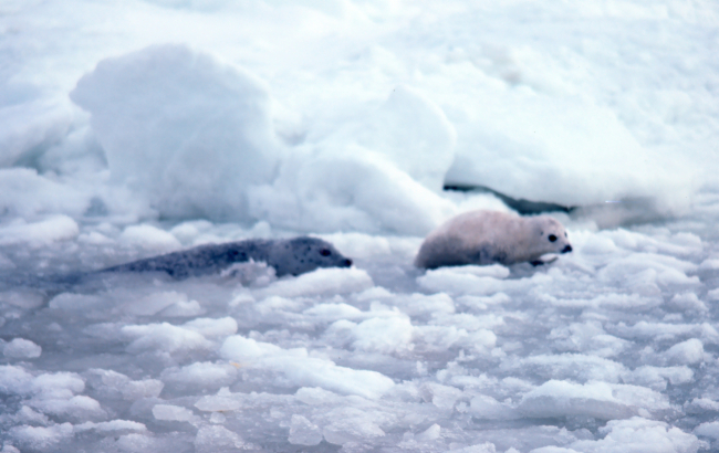 Spotted seal - Phoca largha - with pup