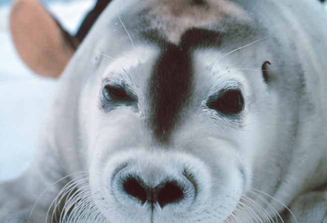 A bearded seal pup - Erignathus barbatus