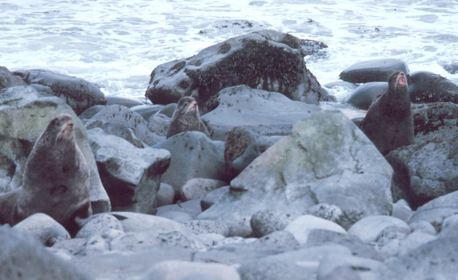 Northern fur seal - Callorhinus ursinus