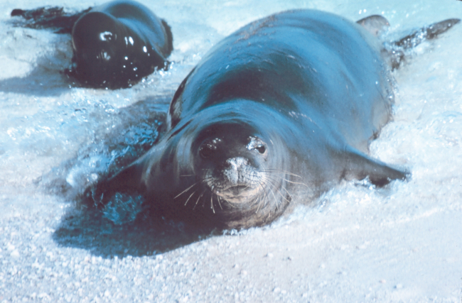 Hawaiian monk seal - Monachus schauinslandi