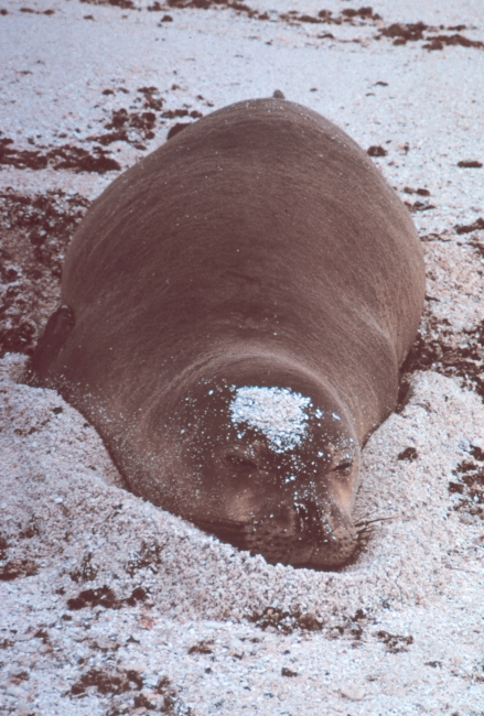 Hawaiian monk seal - Monachus schauinslandi