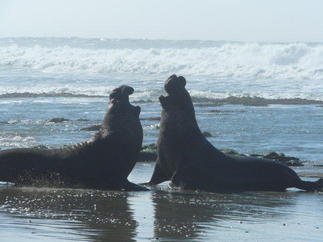 Adult male elephant seal battling for territory and reproductive rights withfemales which they gather into harems