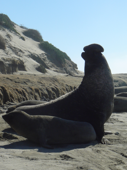Male elephant seal protecting his territory and harem
