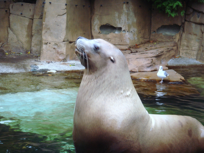 Steller sea lion in zoo