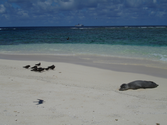 Monk seal on beach with brown noddies to left