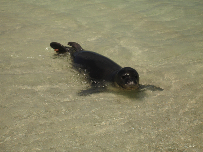 Monk seal with identifiying tag at water's edge