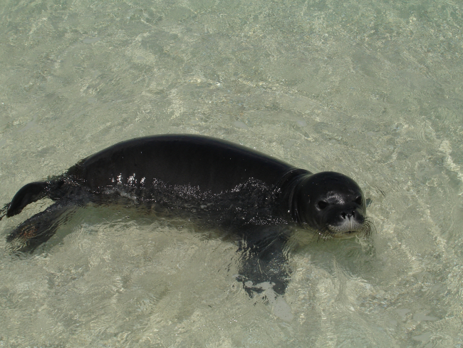 Monk seal at water's edge
