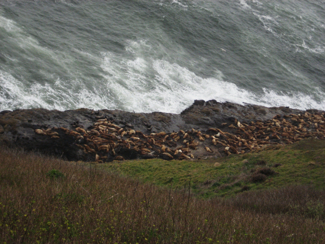 Sea lions