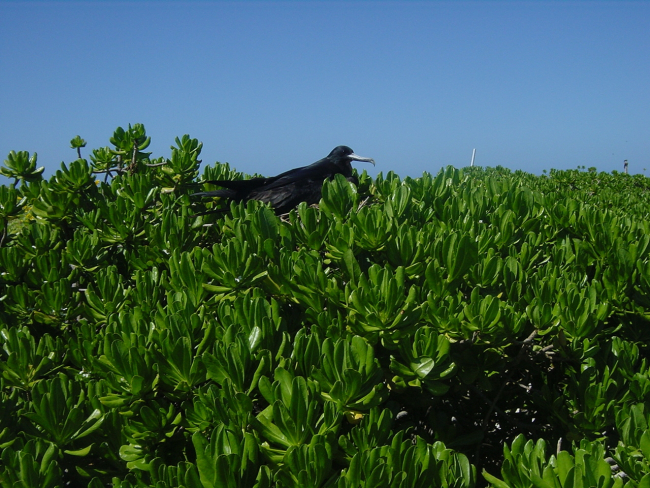 Frigate bird in shrubs