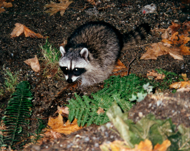 A raccoon (Procyon lotor)